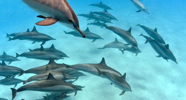  Shaab Sataya | Dolphin Reef
