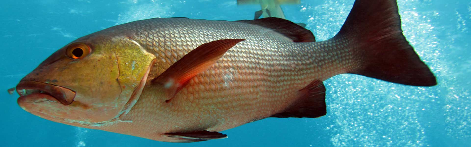 The Snapper Fish And Its Fearsome Teeth