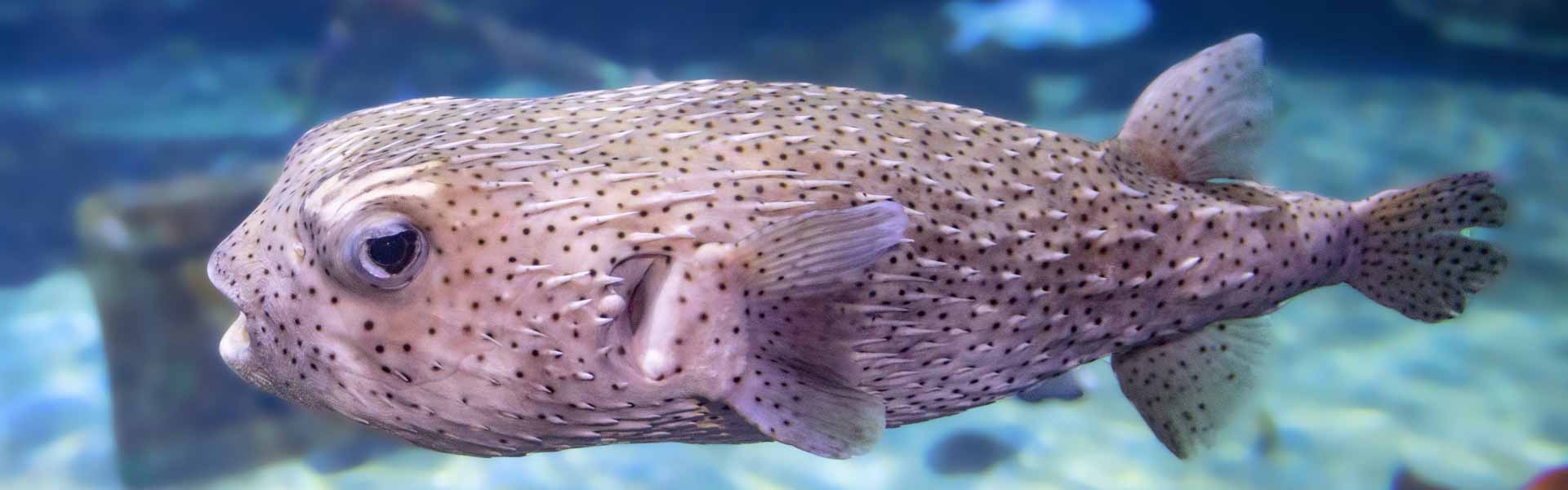 The Ballooning Porcupinefish