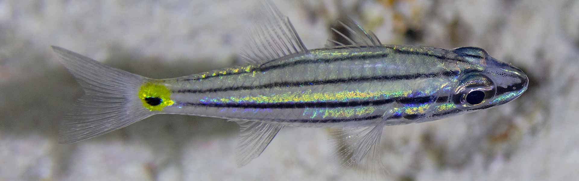 Cardinalfish