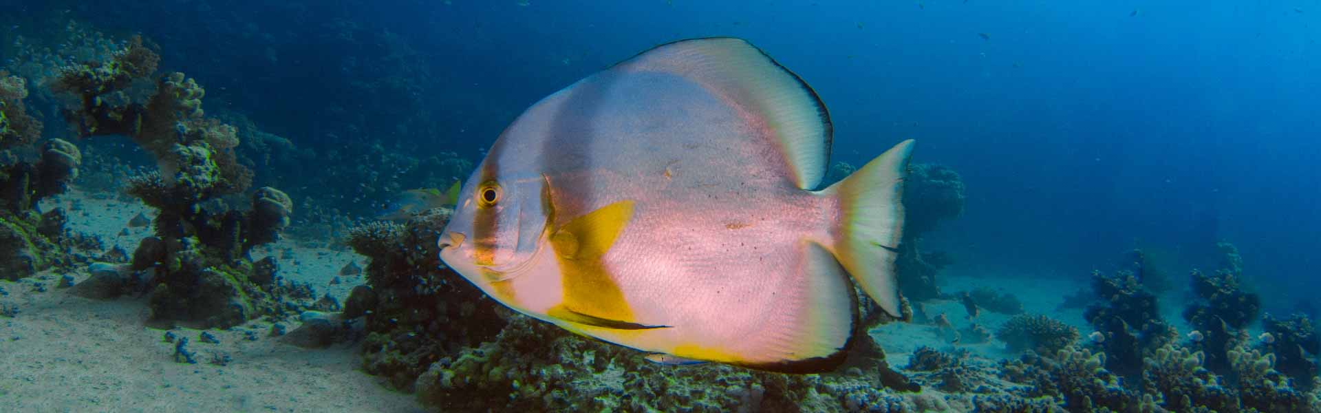 Bat fish 