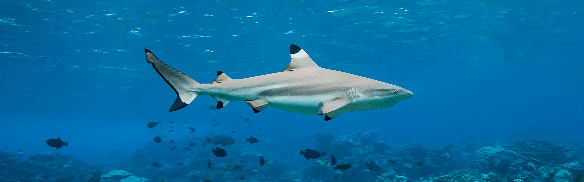 Blacktip Reef Sharks | Blue Ocean