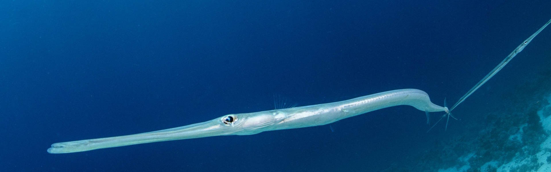 Cornetfish