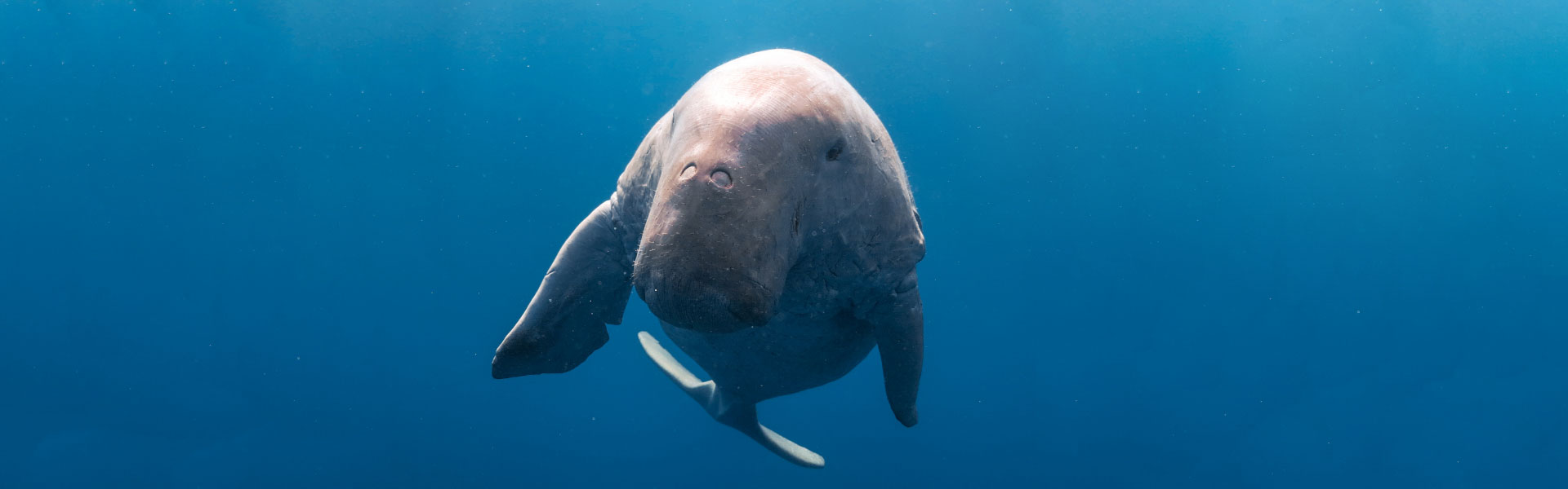 Dugong 