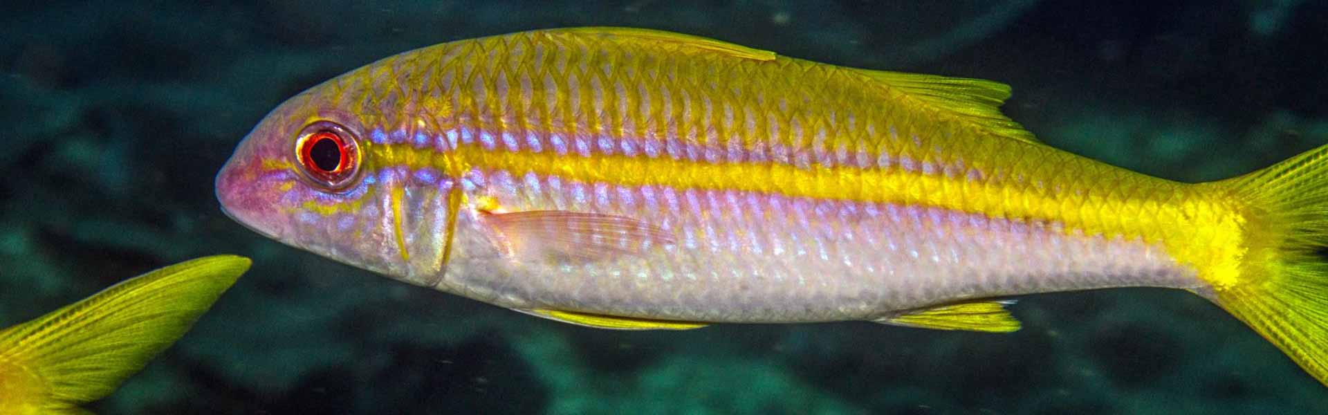 Goatfish