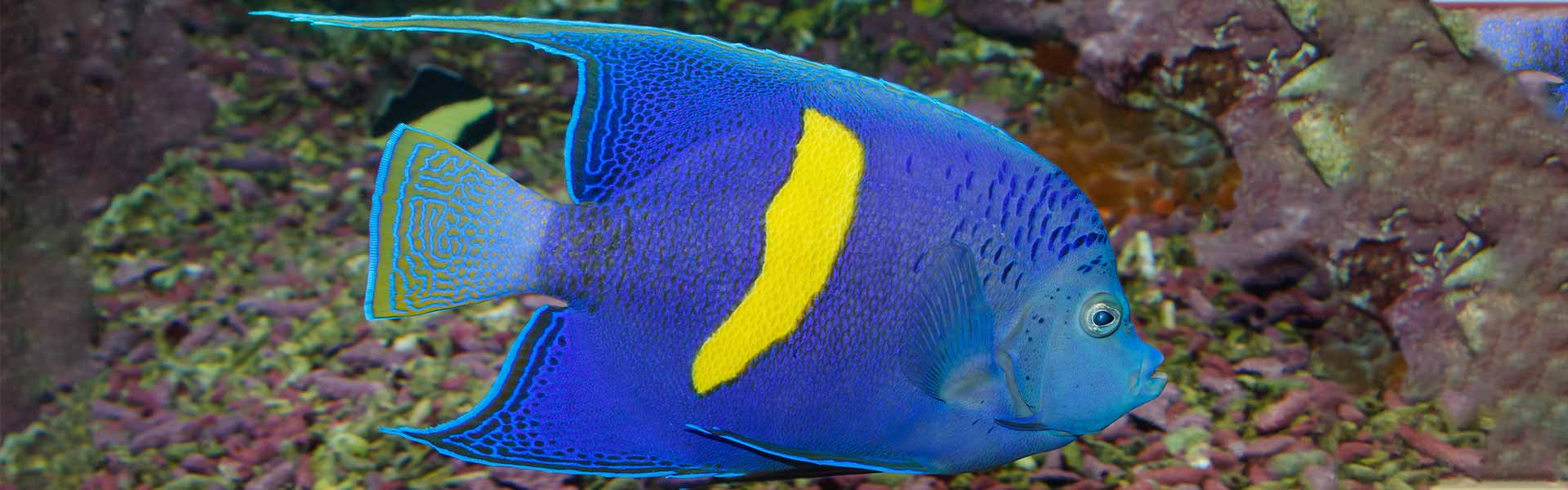 Angelfish