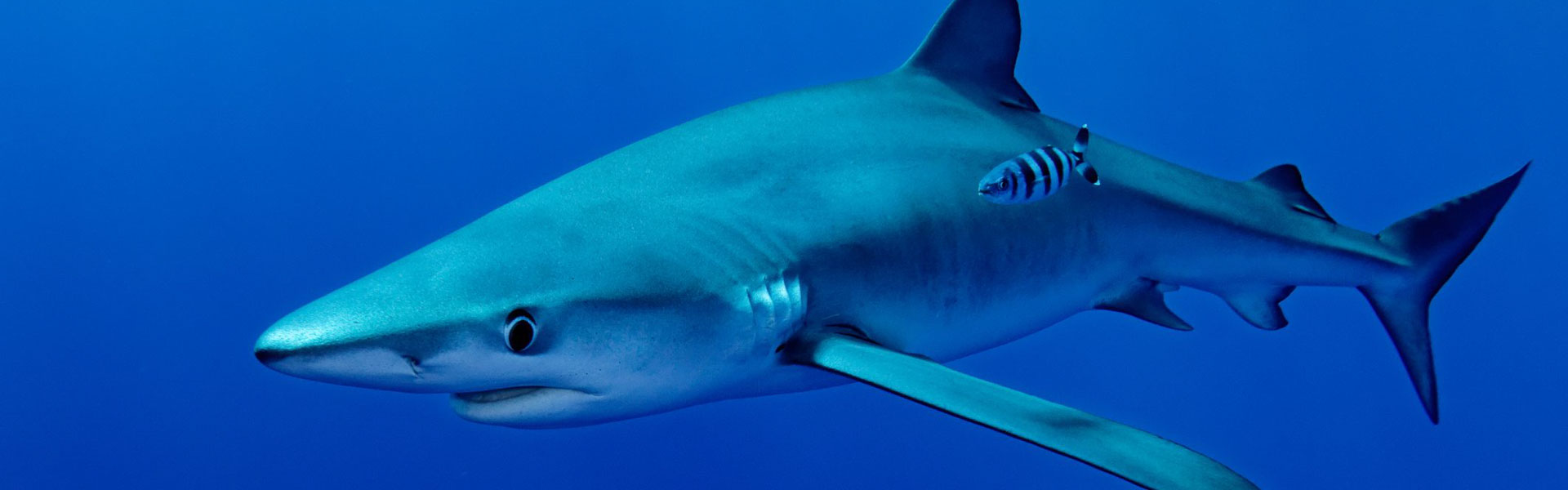 Реквием по акулам Красного моря | Дайвинг-центры и курорты Blue Ocean