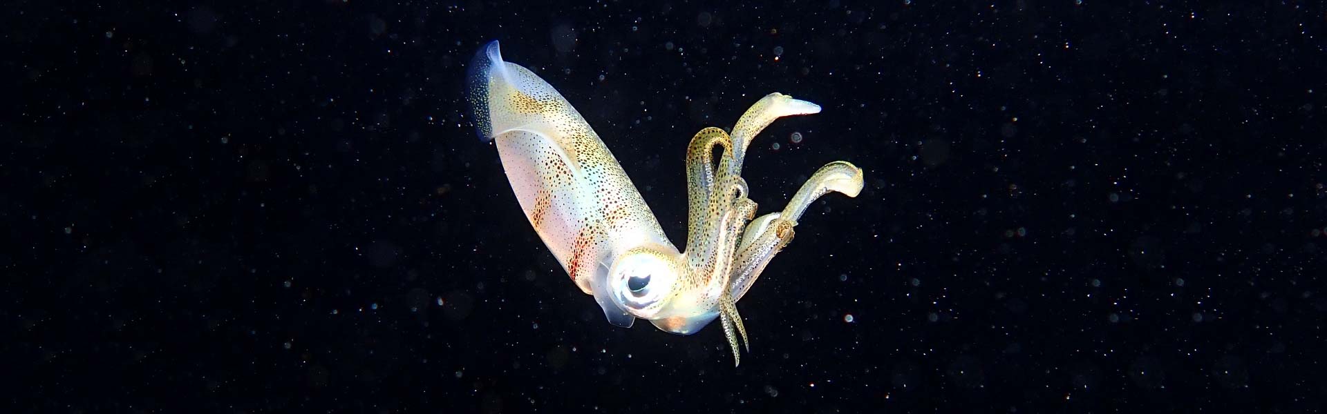 Squid