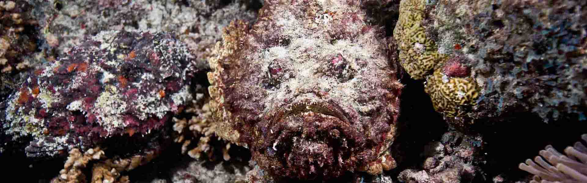 Stonefish