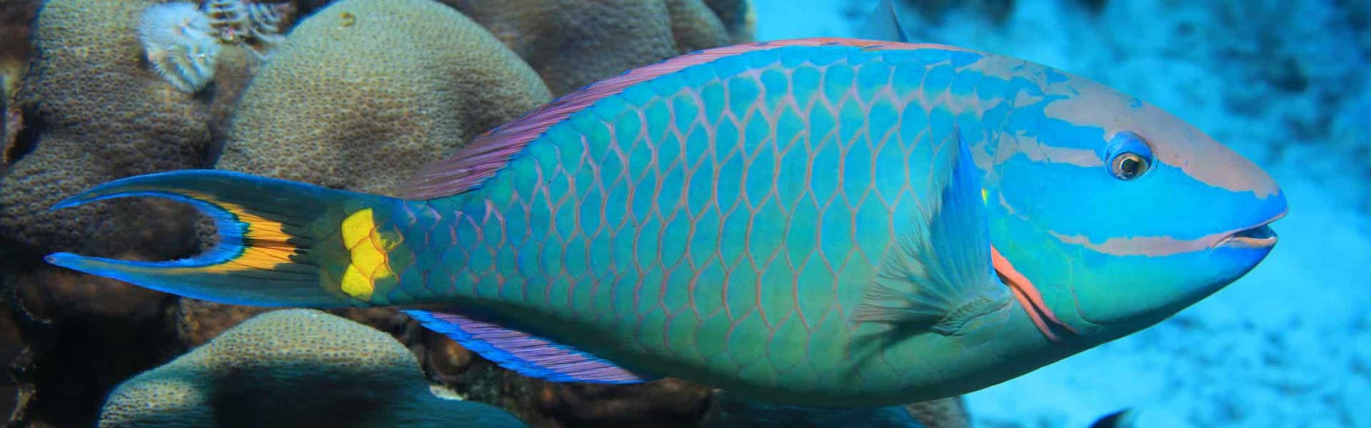 Parrotfish