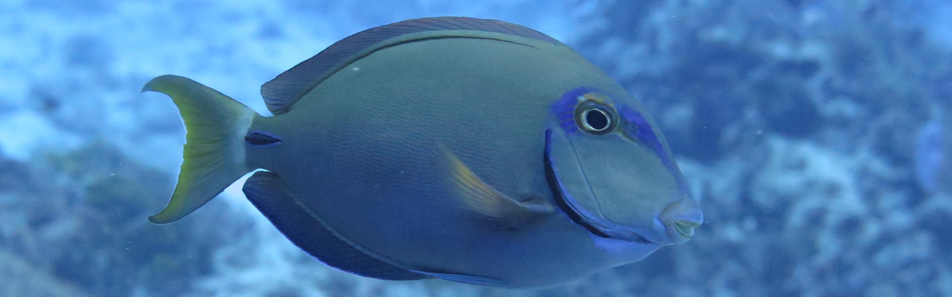 Surgeonfish