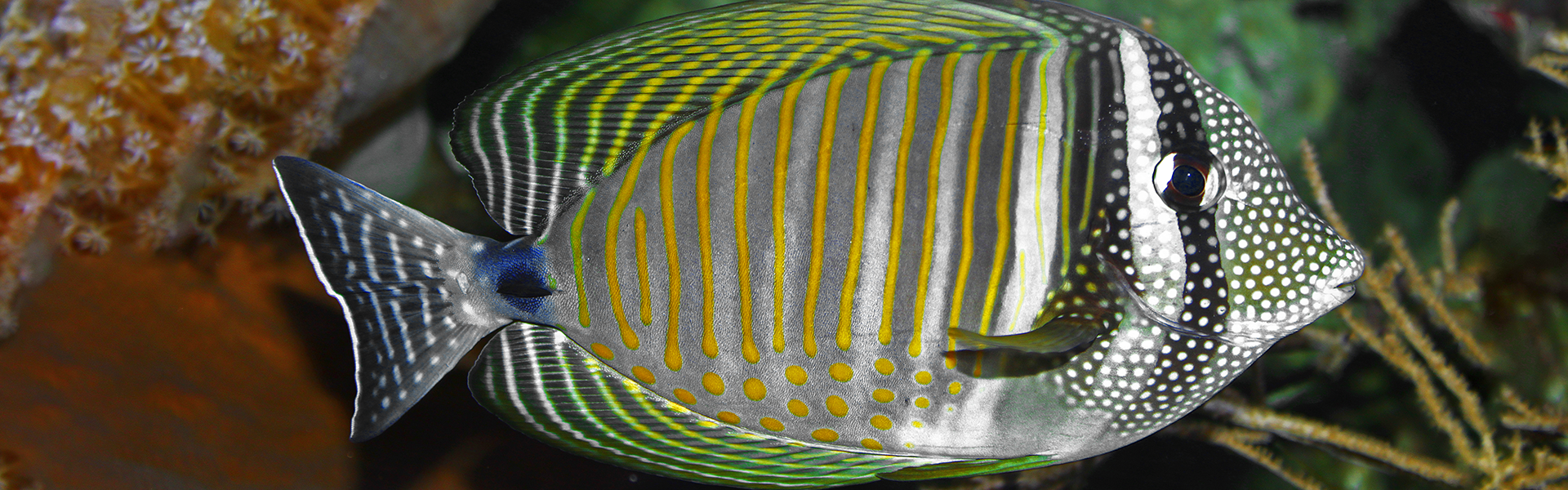 The Indian Sailfin Tang