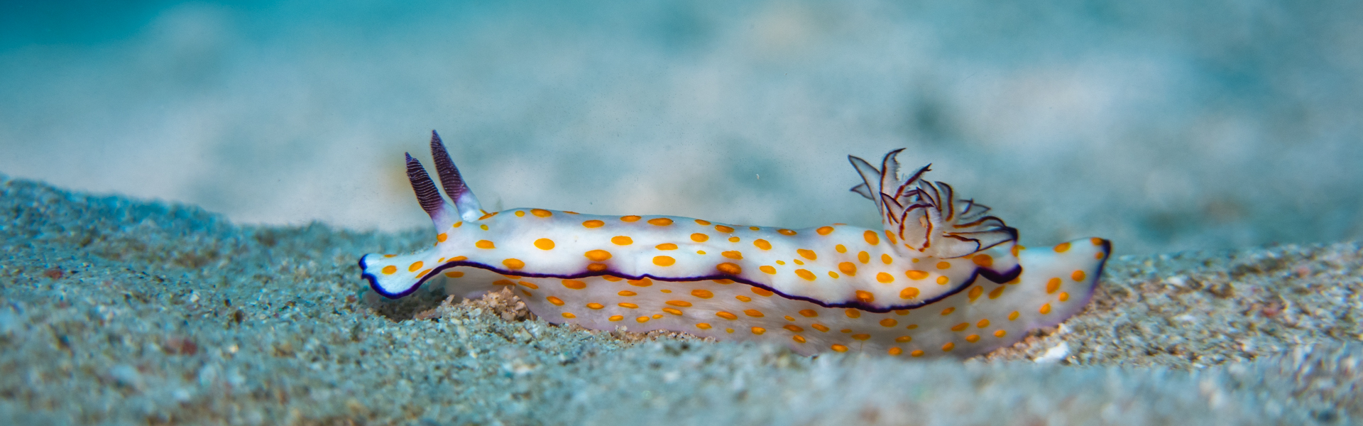 mexichromis-katalexis