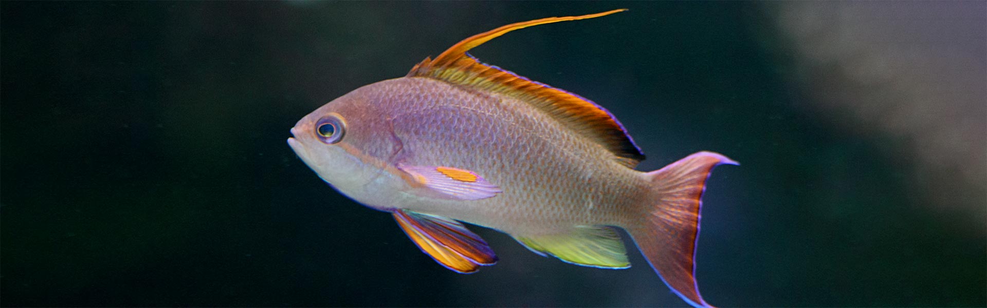 The Anthias Fish; The Queen Of The Red Sea
