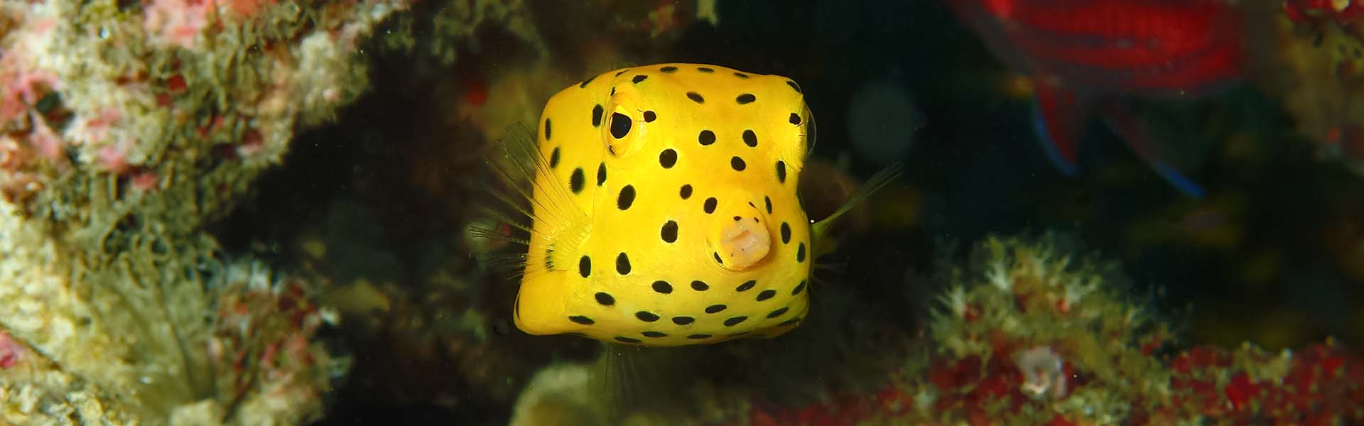 Boxfish / Kofferfisch