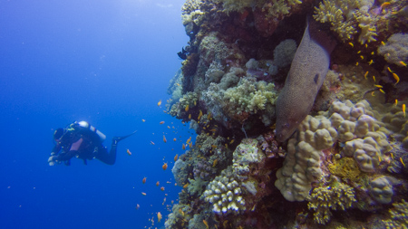 4 Nights & 3 Days Diving Package