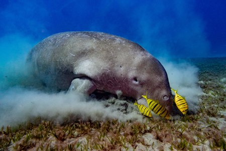 Dugong finden.