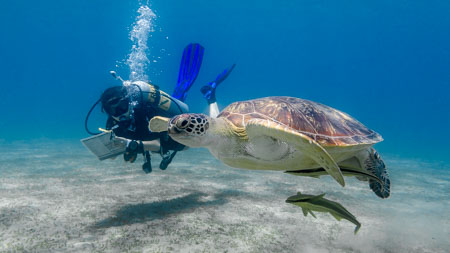 Schutzprogramm für Meeresschildkröten